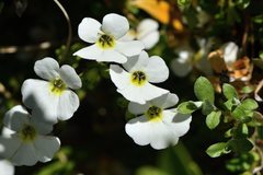 Ourisia