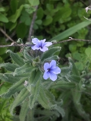 Alkanna strigosa