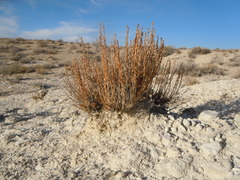 Artemisia pygmaea