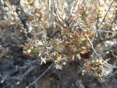 Artemisia pygmaea