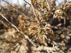 Artemisia pygmaea