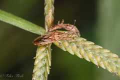 Pachygrontha oedancalodes