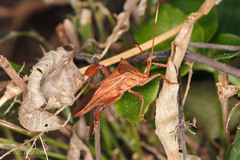 Melucha quadrivittis