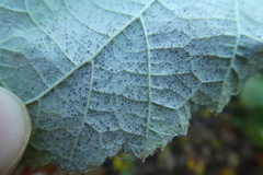 Phyllactinia guttata