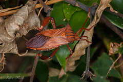 Melucha quadrivittis