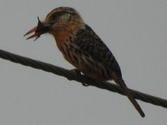 Nystalus maculatus striatipectus