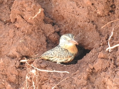 Nystalus maculatus striatipectus