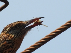 Nystalus maculatus striatipectus
