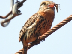 Nystalus maculatus striatipectus