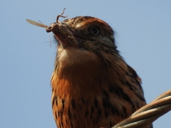 Nystalus maculatus striatipectus