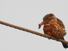 Nystalus maculatus striatipectus