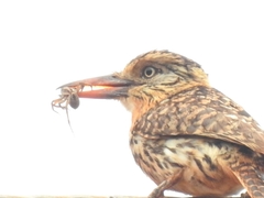 Nystalus maculatus striatipectus