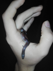 Atractus