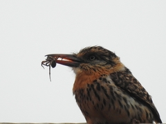 Nystalus maculatus striatipectus