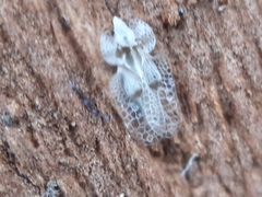 Corythucha ciliata