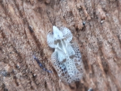 Corythucha ciliata