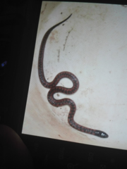 Atractus