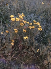 Tanacetum vulgare