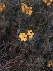 Tanacetum vulgare