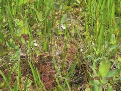 Drosera intermedia