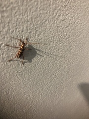 Eburia decemmaculata