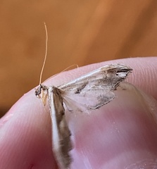 Lineodes elcodes
