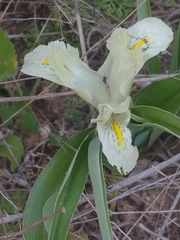 Iris palaestina