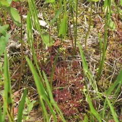 Drosera intermedia