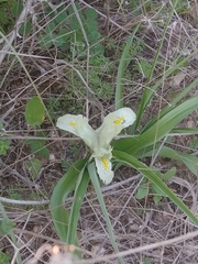Iris palaestina
