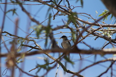 Polioptila nigriceps