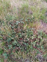 Rubus tuberculatus
