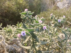 Alkanna strigosa