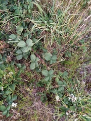 Rubus tuberculatus