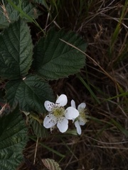 Rubus tuberculatus