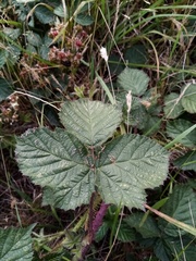 Rubus tuberculatus