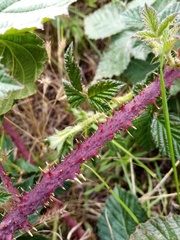 Rubus tuberculatus