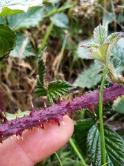 Rubus tuberculatus