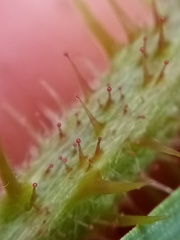 Rubus tuberculatus