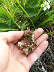 Rubus tuberculatus