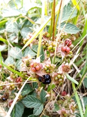 Rubus tuberculatus