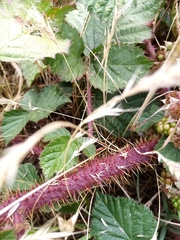 Rubus tuberculatus