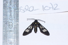 Cosmosoma xanthosticta