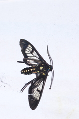 Cosmosoma xanthosticta