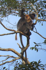 Trachypithecus cristatus