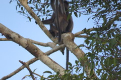 Trachypithecus cristatus