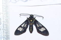 Cosmosoma xanthosticta