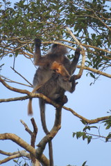 Trachypithecus cristatus