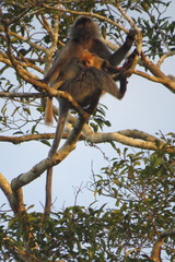 Trachypithecus cristatus