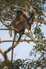Trachypithecus cristatus