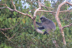 Trachypithecus cristatus